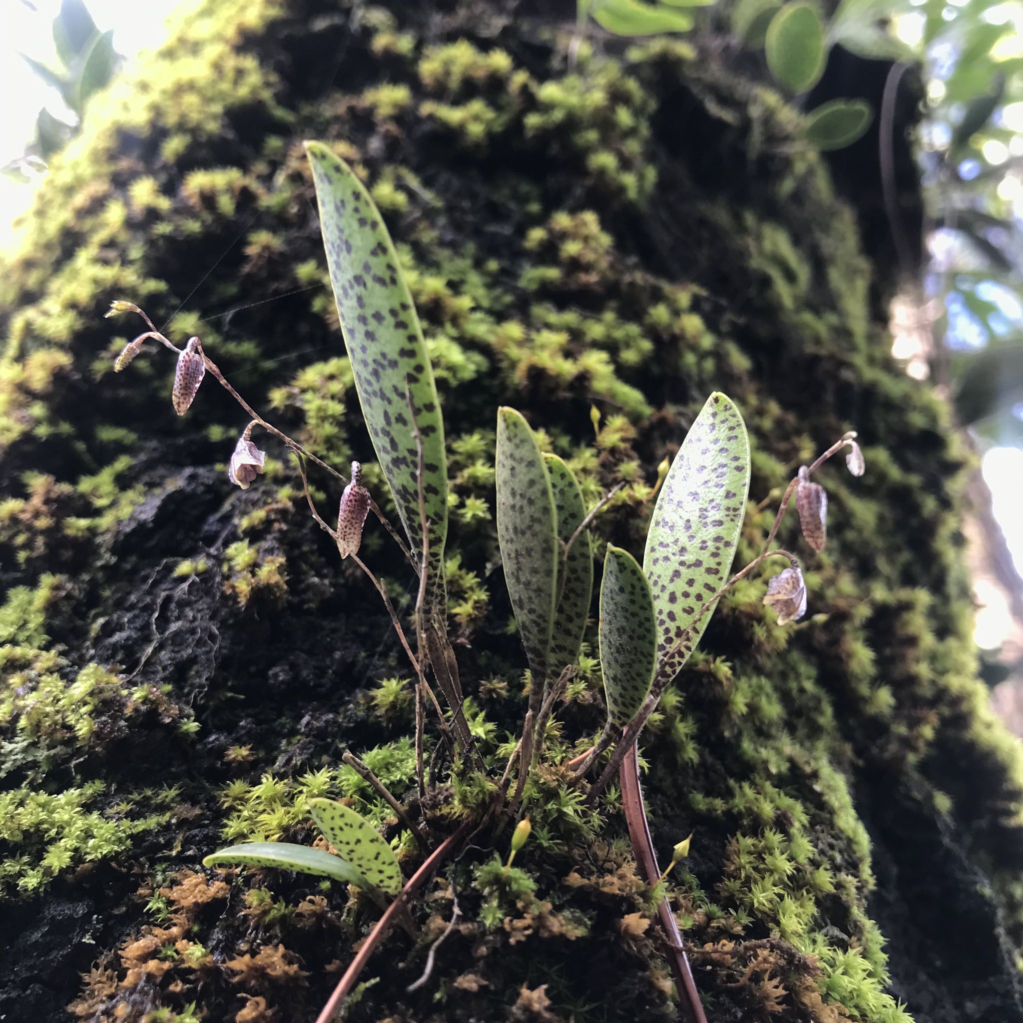 Stelis resupinata